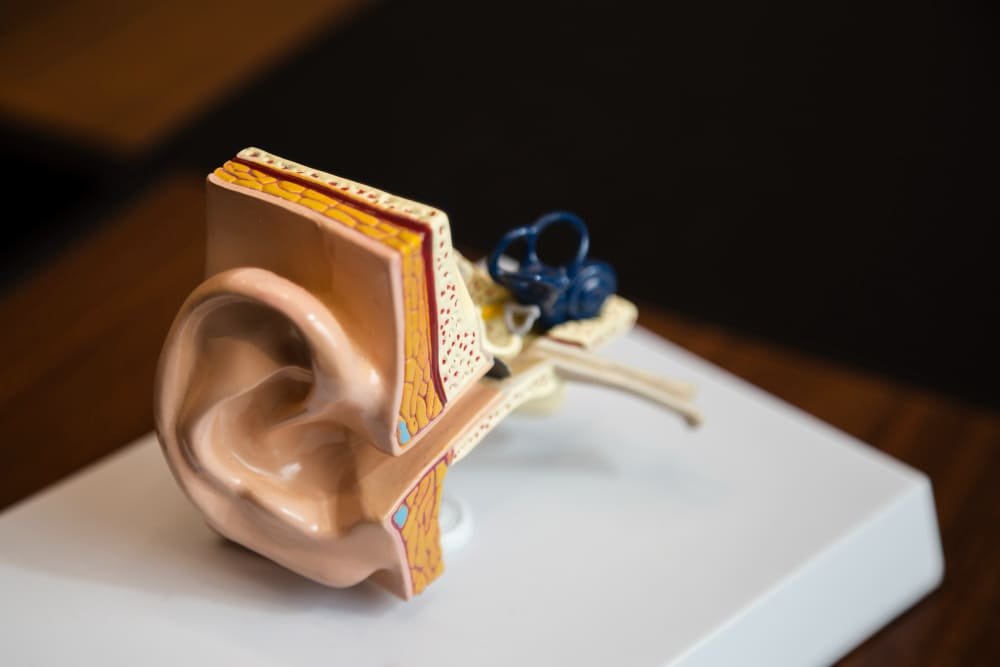 السن المناسب لزراعة القوقعة