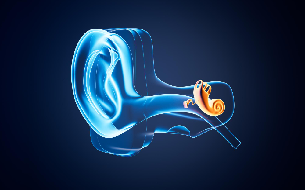 مكونات جهاز القوقعة